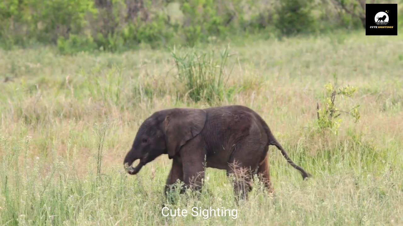 Baby Elephant in Jungle