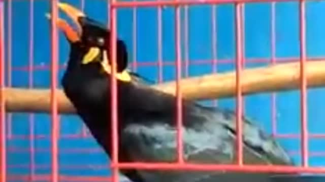 a parrot that can imitate the voice of its owner