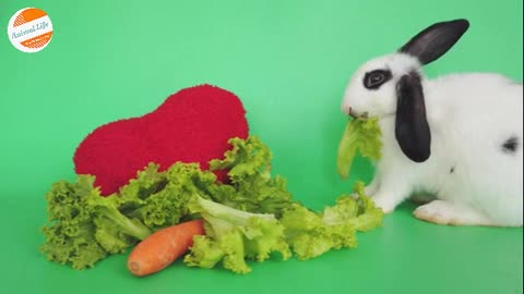 White Rabbit Eating Lettuce And Carrot