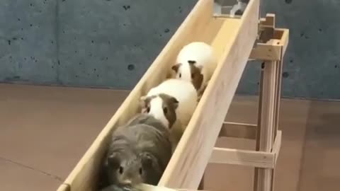 cute group of guinea pigs