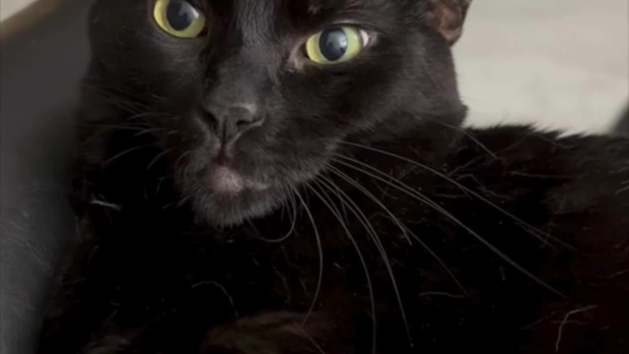 Adopting a Cat from a Shelter Vlog - Cute Precious Piper is an Very Alert Lap Cat #shorts