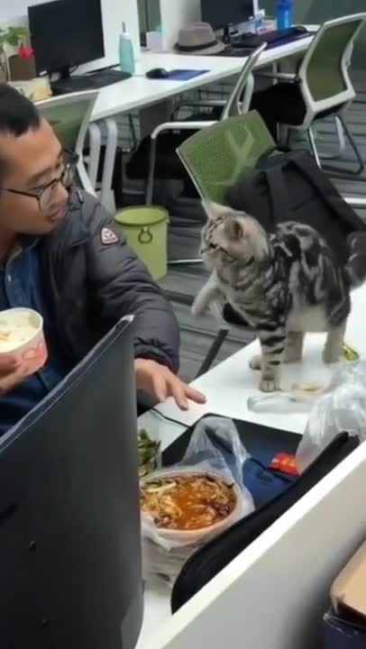 Cute Cats #Shorts Funny video #shorts