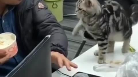 Cute Cats #Shorts Funny video #shorts