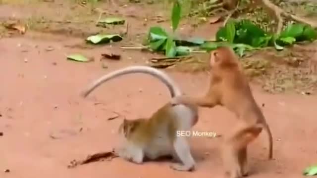 funny animals