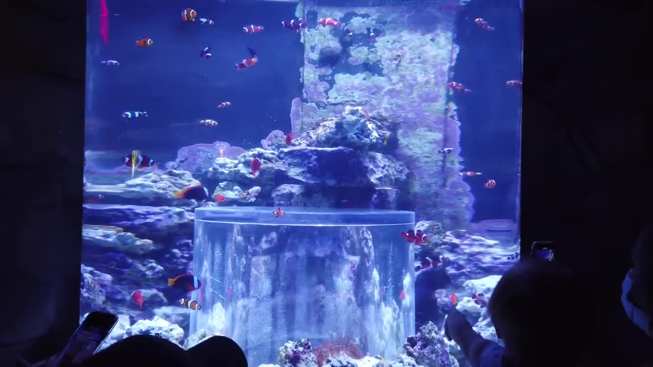 Top Things to Do at SeaWorld Orlando You Can’t Miss!