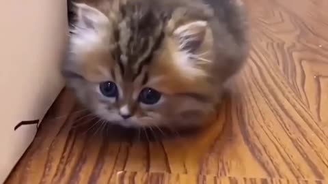 Try not to laugh🤣 Funny animals😹‖ #shorts