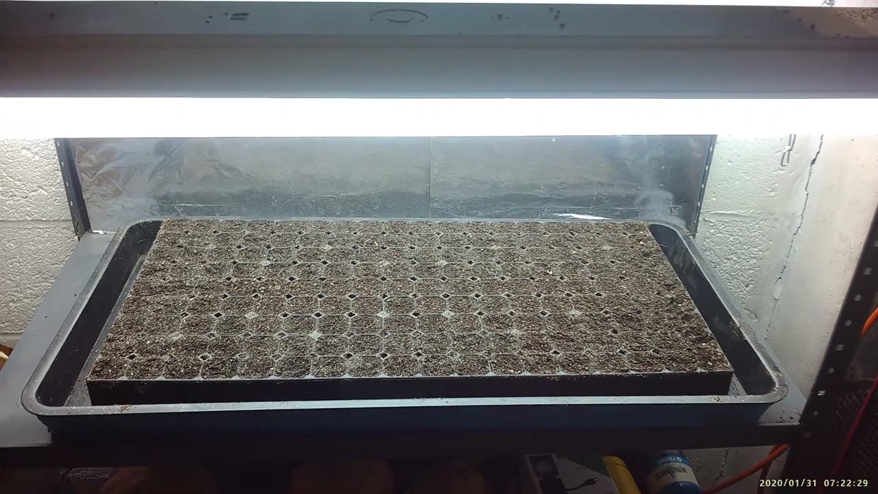 How I Am Sowing Peppers & Tomatoes In Cell Trays 3-11-2023 #WeekendSpecial