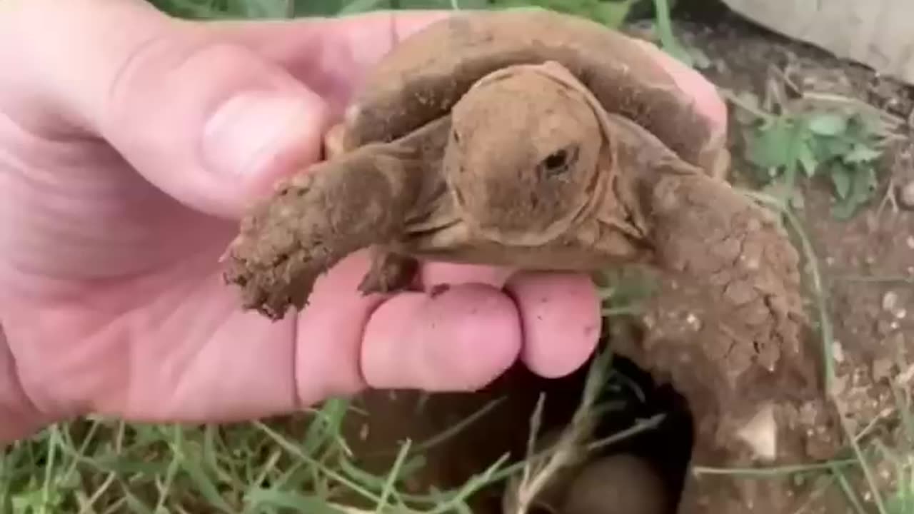 Baby tortoises hatching out of the ground 🐢