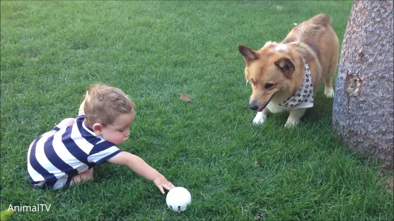 Corgi Are The Best - CUTEST Compilation