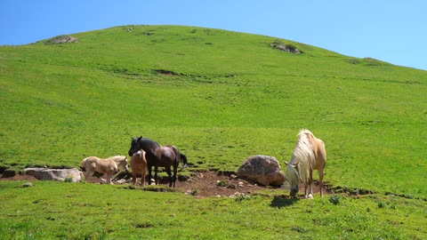 Horse Pasture Foal Animal Mammal Mane Horse Head