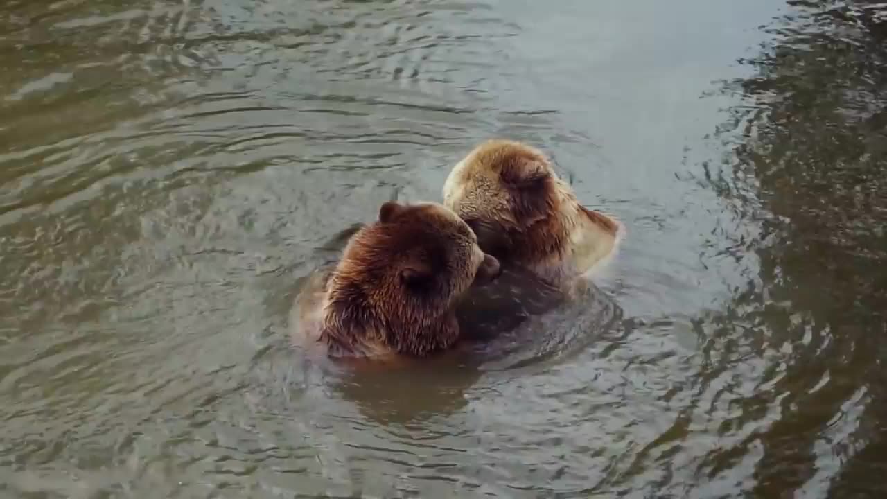 Lovely Bears Bathing And Loving In The River | Bear Swming In The River