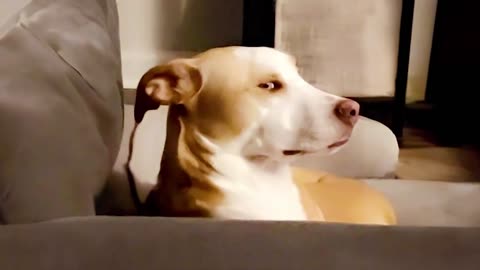 Trending Funny animals