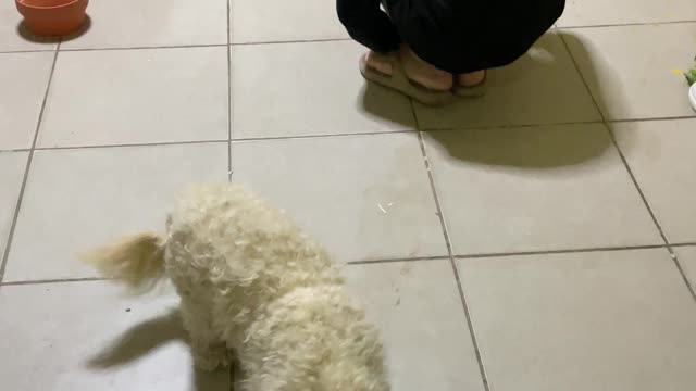 Puppy Gracefully Imitates Its Owner