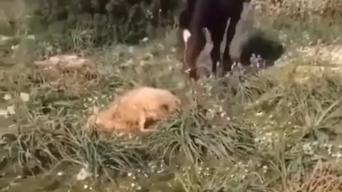 Horse Destroys A Sheep