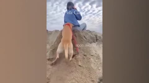 Animal funny moment amazing