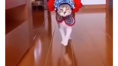 Cats wearing clothes walking like models