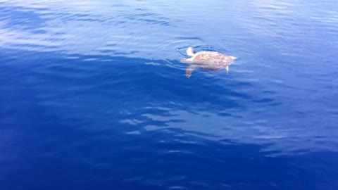 Massive Sea Turtle cruises ocean surface