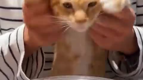 Funniest cats clip