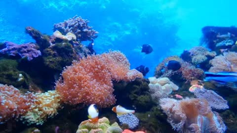 Wonderful view below the deep sea 🌊🐠