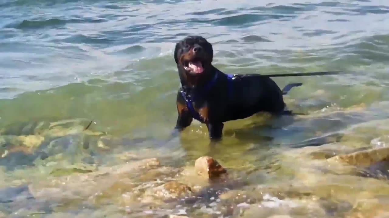 Best black dog swimming in the sea | best black dog swim