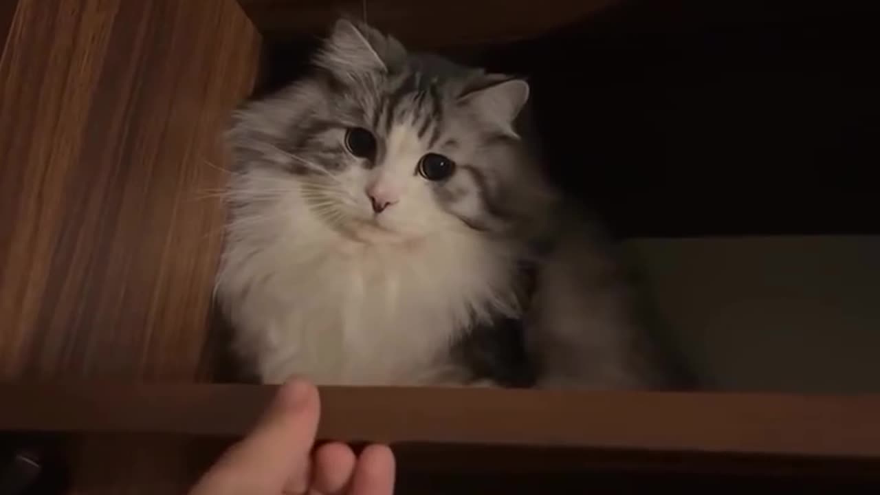 Cat trying to grab human's hand