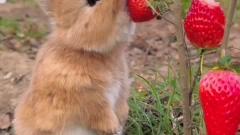A mouse gracefully eats a fruit.