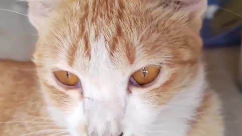 The funniest animals Fun with cats and dogs 2023 😺🐶 | XENOLAM