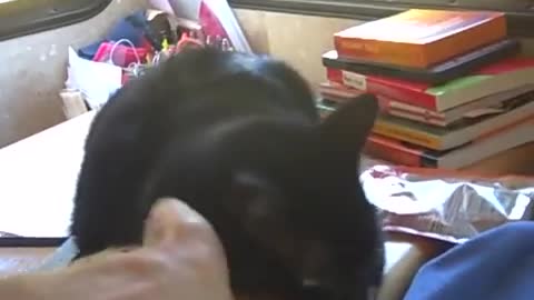 FUNNY CAT ❤ - Oct 31st 2009