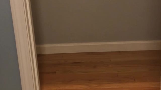 Dog Wins Game of Hide-and-Seek