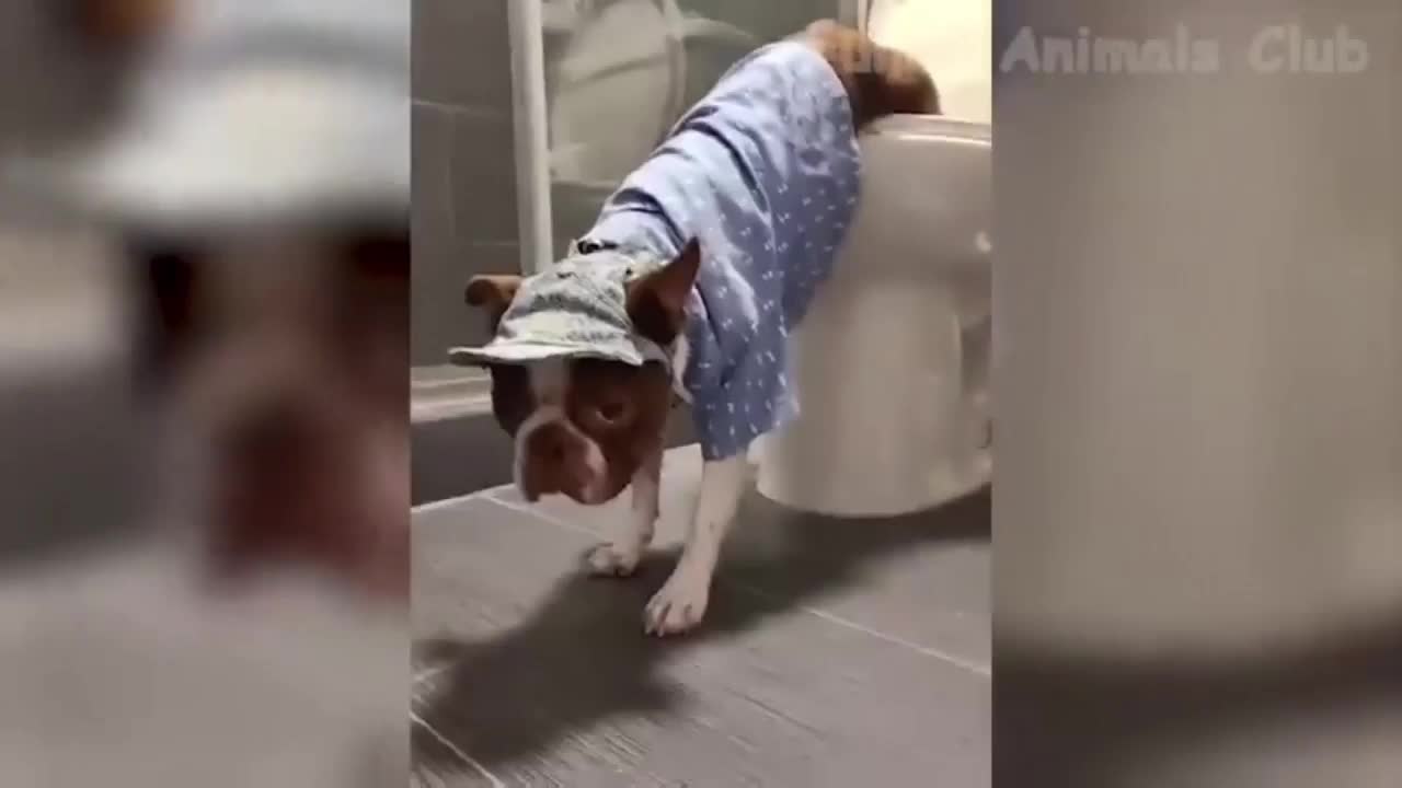 #Funny and adorable pets video#😆