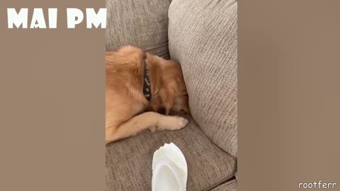 If you want to laugh watch this dogs