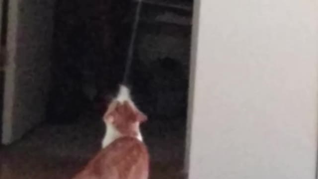 More pouncing