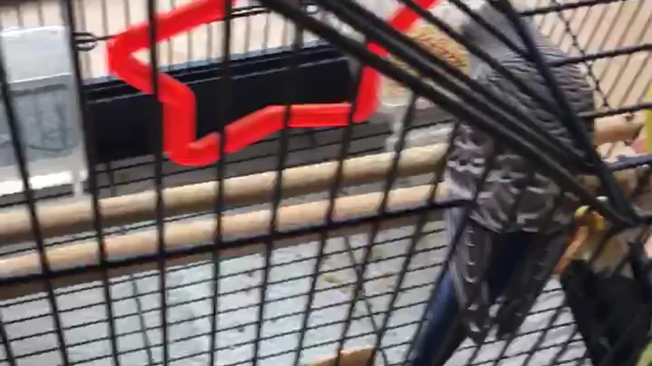 Polly want a cracker?
