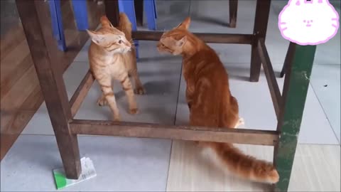 Cats fighting