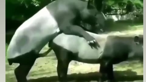 Animal sex funny video