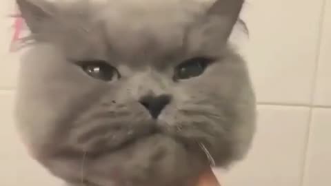 I am cutting the hairs of my, My beautiful and cute cat.