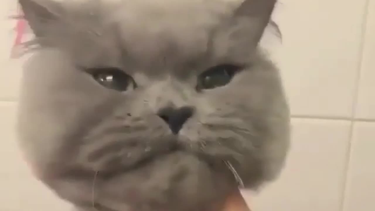 I am cutting the hairs of my, My beautiful and cute cat.