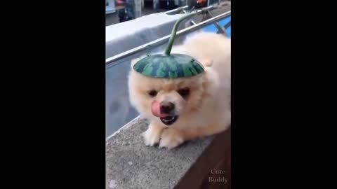 Dog with Hat Looks Cute