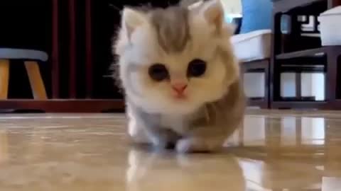 Cute cat