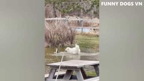 Funny animal video