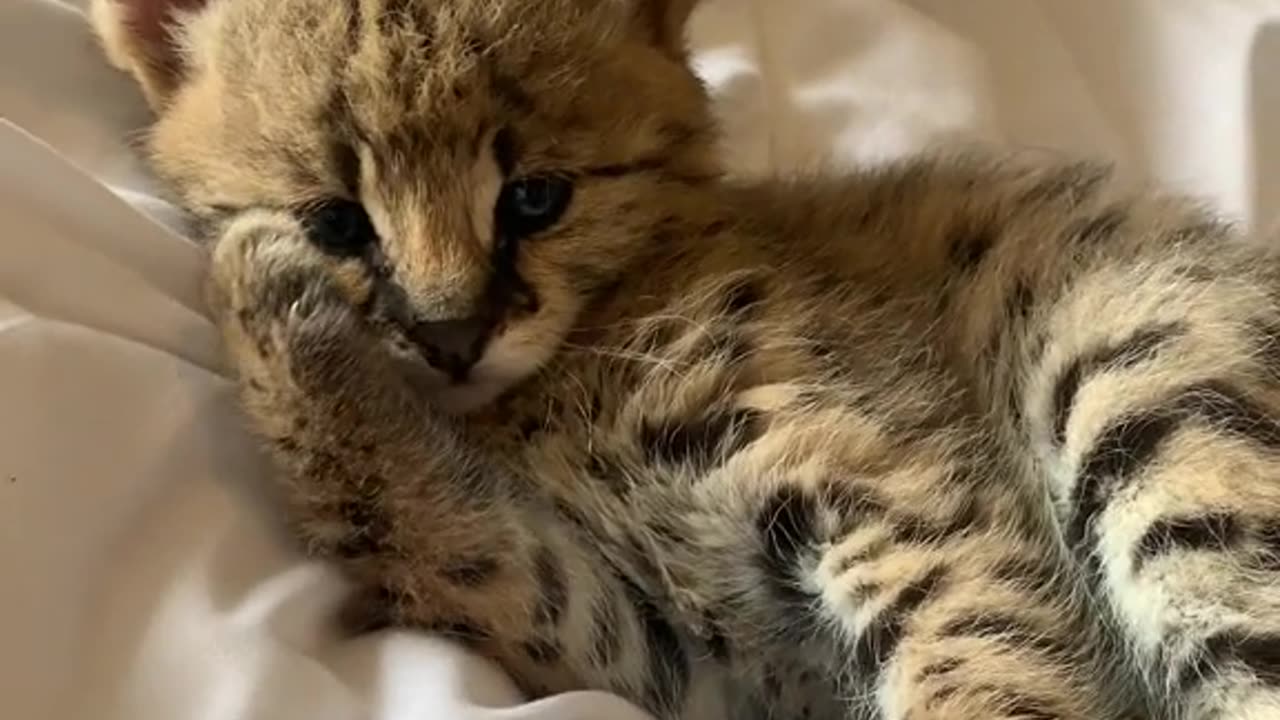 a cut Savanah cat
