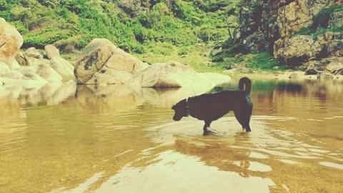 A black dog running in the stream