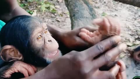 Chimpanzee baby playing with human