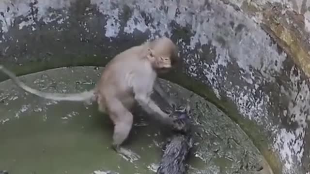 Very clever monkey