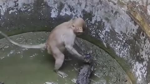 Very clever monkey