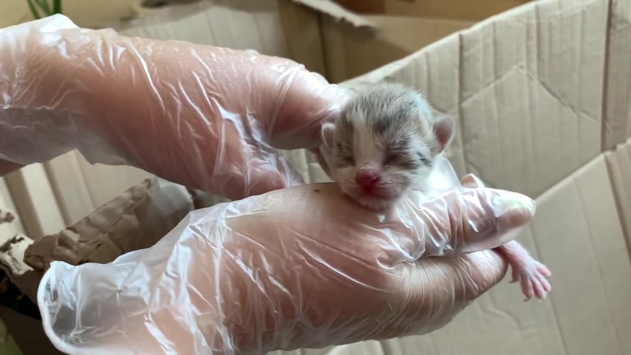 The cat carries its newborn kittens