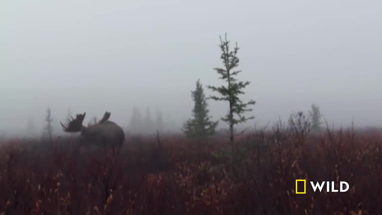 Grizzly Battleground (Full Episode) | Alaska's Grizzly Gauntlet