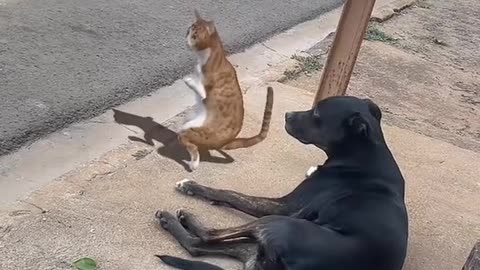 dancing cat