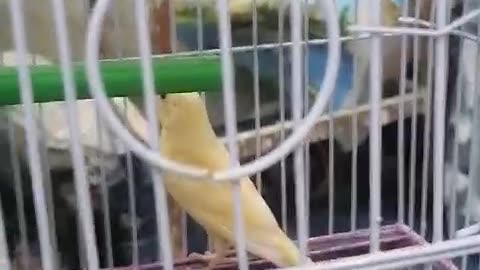 Parrot Cage