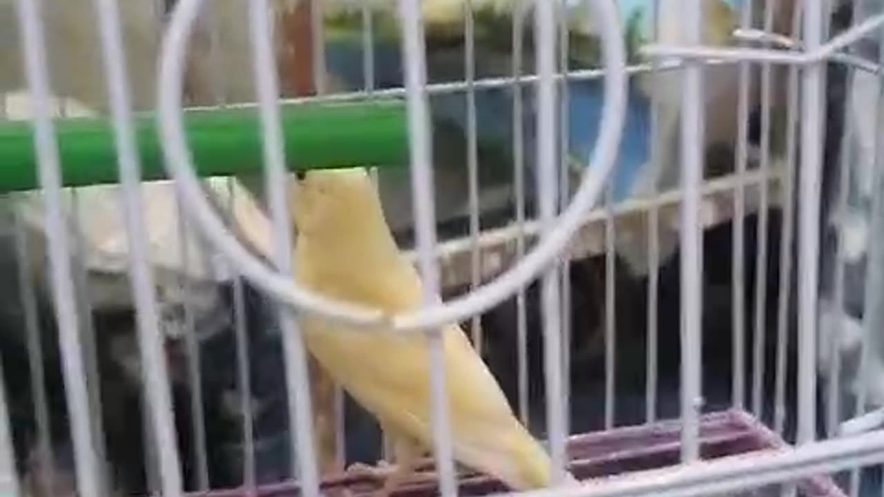 Parrot Cage